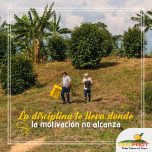 Portafolio Kerawa Creativa, Orofrut